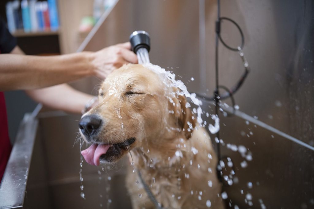 Dog wash service at Smiley’s Car Wash Katy TX – convenient pet wash