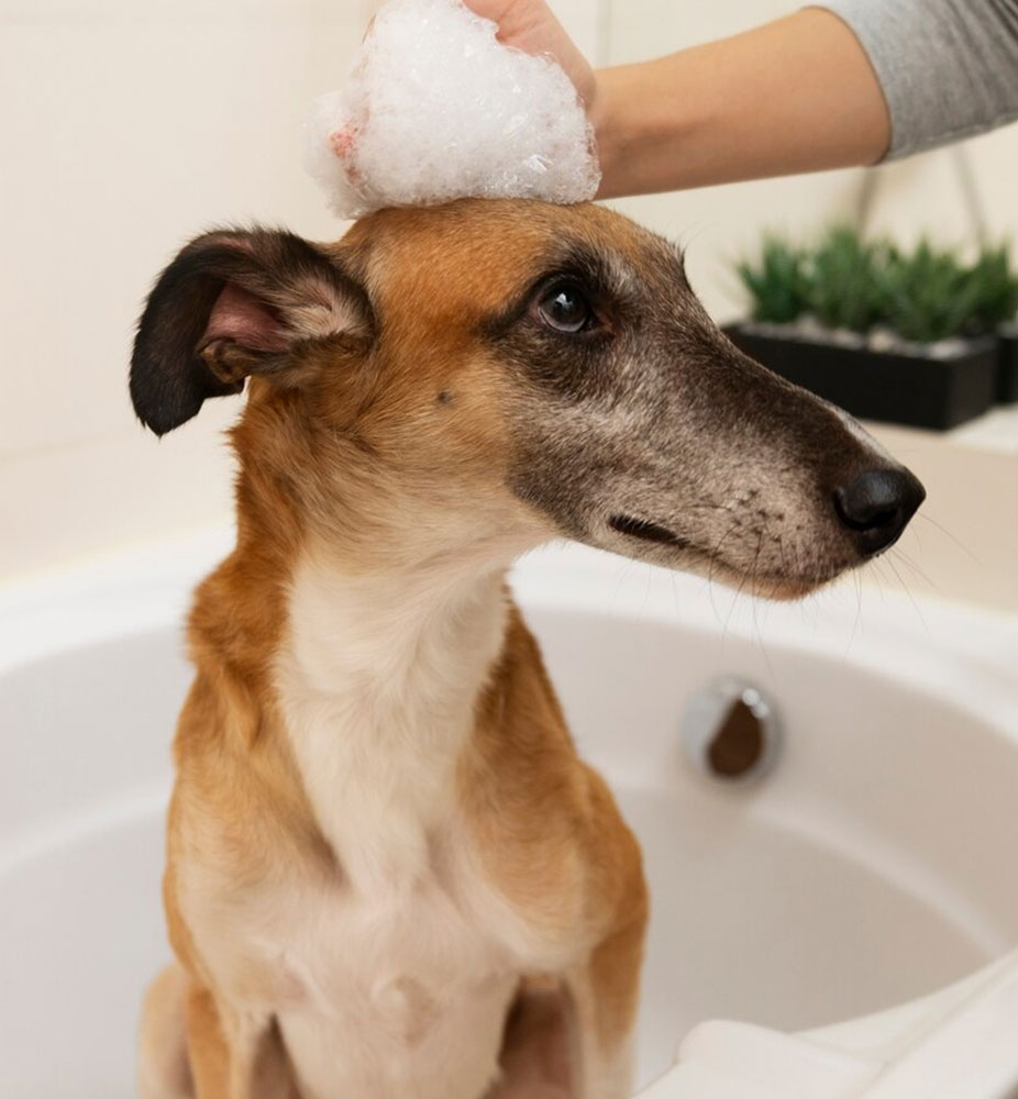 Pet wash station at Smiley’s Katy Car Wash – dog wash in Katy TX